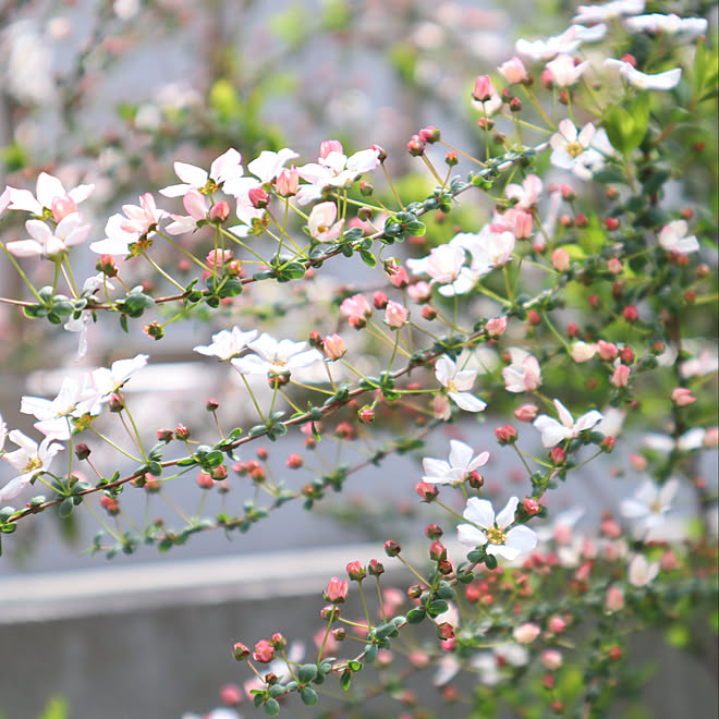 ピンクユキヤナギ ユキヤナギ 花のある暮らし 庭の花 ナチュラルが好き などのインテリア実例 19 03 18 22 58 31 Roomclip ルームクリップ