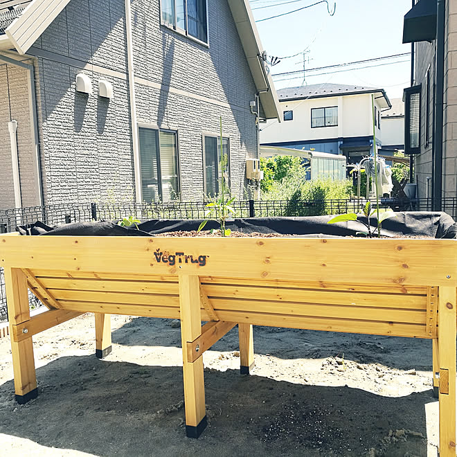 ベジトラグ 家庭菜園 プランター菜園 夏野菜 部屋全体のインテリア実例 18 06 14 14 34 13 Roomclip ルームクリップ