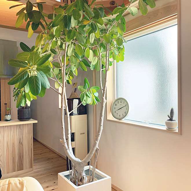 吹き抜けリビング 平家 無垢材 観葉植物 リビングのインテリア実例 07 06 18 37 46 Roomclip ルームクリップ