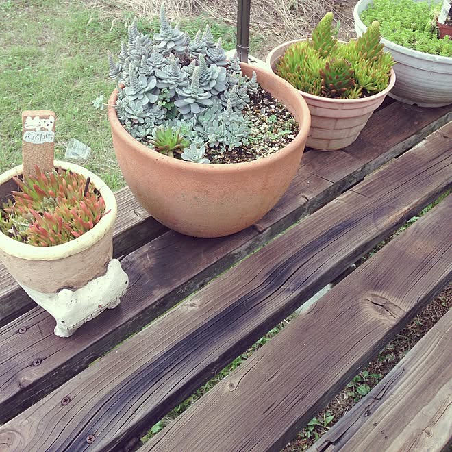 があります 植物と手作り雑貨 手描き鉢 広島県府中町 はいたしま Shineray Com Br