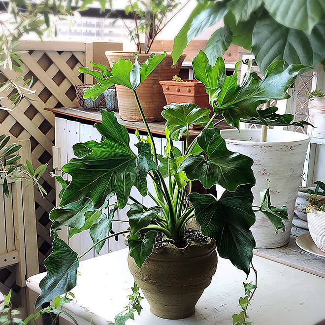 観葉植物 セローム ガーデニング ベランダガーデン 部屋全体 などのインテリア実例 18 08 19 17 24 33 Roomclip ルームクリップ