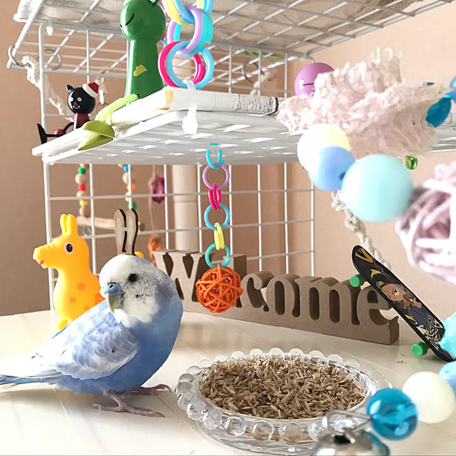 凝縮する 薬局 メタルライン セキセイ インコ おもちゃ 100 均 Cafebulat Com