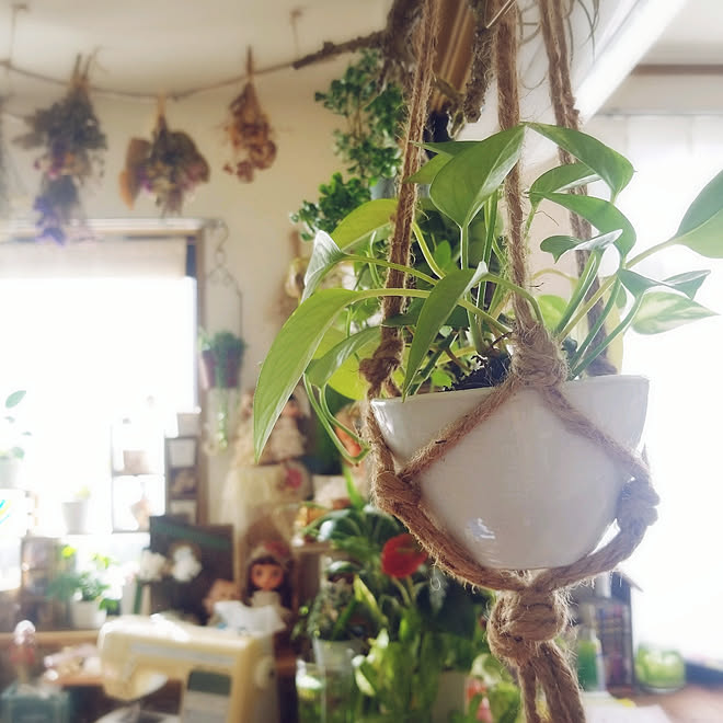 壁/天井/植物のある生活/観葉植物/植物が好き/ごちゃごちゃ...などのインテリア実例 - 2019-11-17 08:56:29