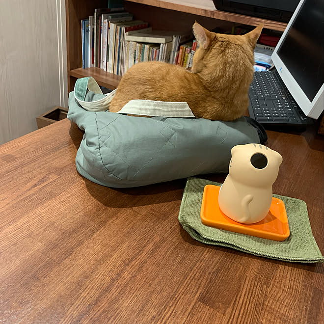 加湿器 絵本棚 猫 ペット用壁紙 Lixil などのインテリア実例 21 11 10 09 14 52 Roomclip ルームクリップ