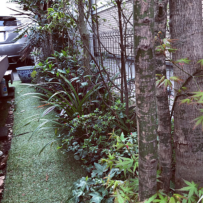 つつじ もみじ 日陰の庭 下草 サルコッカ などのインテリア実例 21 03 31 07 50 10 Roomclip ルームクリップ