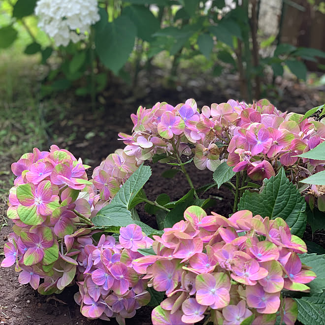 紫陽花 ガーデニング 花 庭 フォロー いいね ありがとうございます などのインテリア実例 21 06 21 12 25 58 Roomclip ルームクリップ