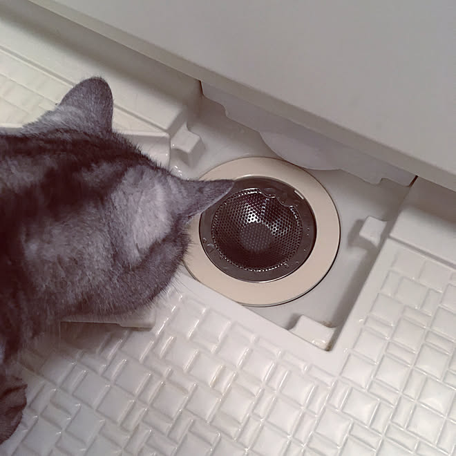 バス トイレ 排水口 お風呂場 猫 ねこ などのインテリア実例 18 12 01 00 14 40 Roomclip ルームクリップ