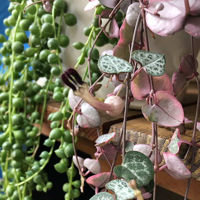 机/RCの出会いに感謝♡/カメラマーク消し☆/植物のある暮らし/フォロワー様に感謝です !...などのインテリア実例 - 2017-10-18 12:33:53