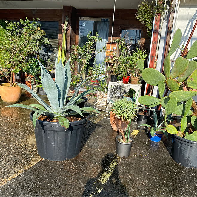 サボテン 多肉植物 玄関 入り口のインテリア実例 09 21 08 31 42 Roomclip ルームクリップ サボテン 多肉植物 玄関 入り口のインテリア実例 09 21 08 31 42 Roomclip ルームクリップ