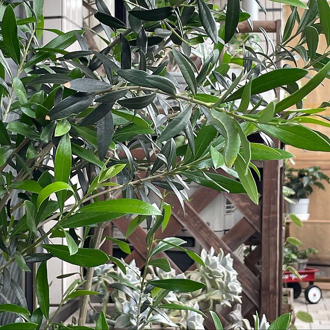 幼虫 オリーブの木 シンボルツリー 見ていただいてありがとうございます 毎日笑顔で などのインテリア実例 21 05 13 14 19 01 Roomclip ルームクリップ