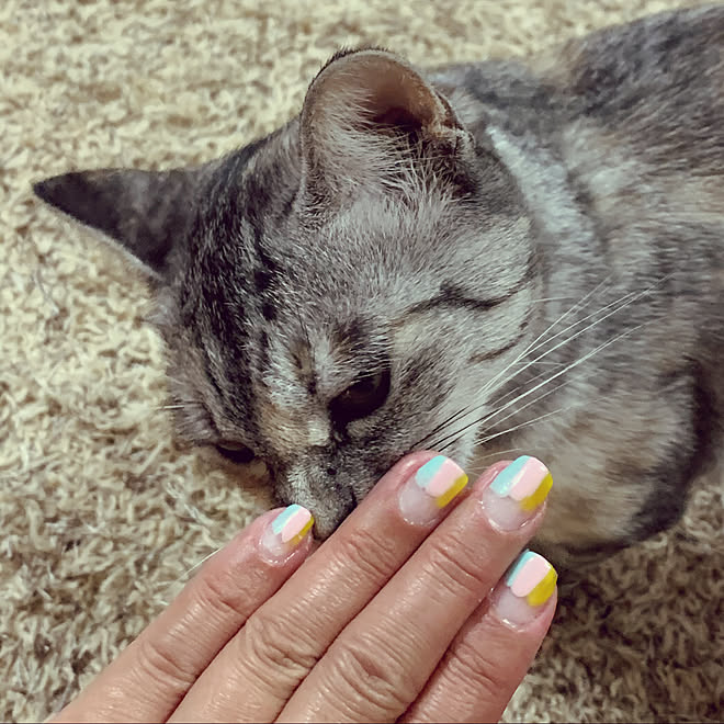 ポリジェル ねこのいる日常 猫のいる暮らし ありす ネイル などのインテリア実例 19 10 26 16 37 39 Roomclip ルームクリップ