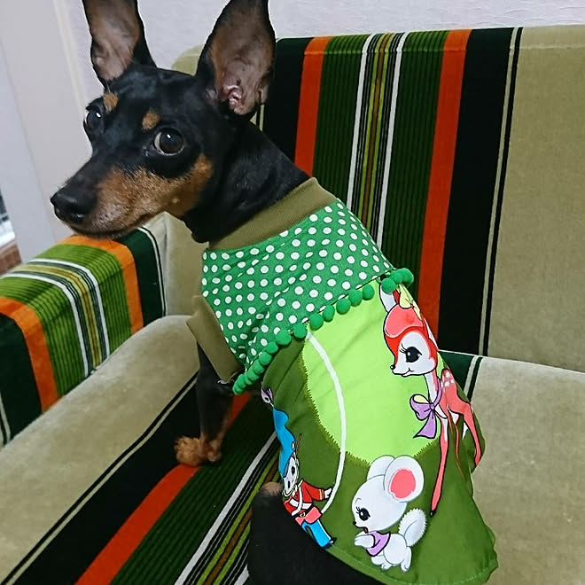 ハンドメイド ミニピン ミニチュアピンシャー 犬服のインテリア実例 17 11 17 22 24 32 Roomclip ルームクリップ