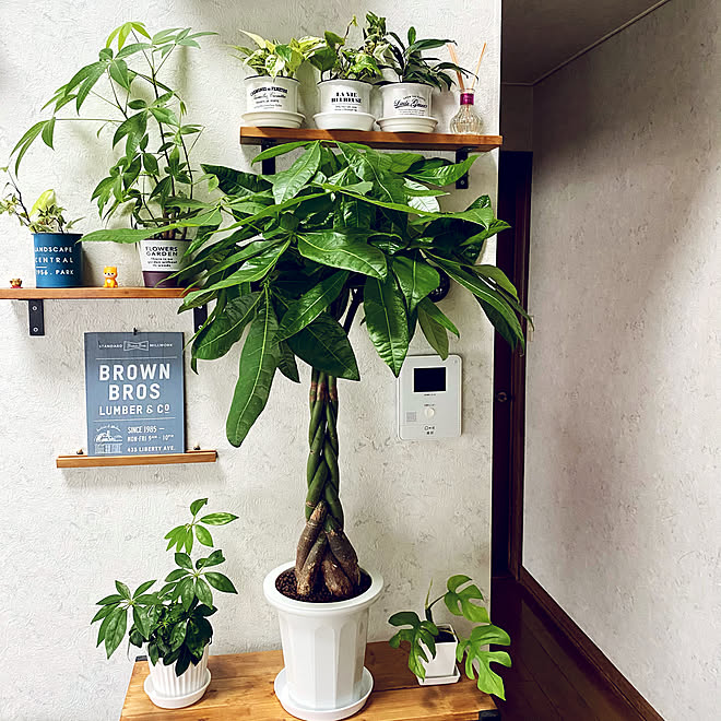 編み込みパキラ ガジュマル 気軽にフォローしてください シュフレラ 気軽にコメント下さい などのインテリア実例 21 05 29 10 39 10 Roomclip ルームクリップ