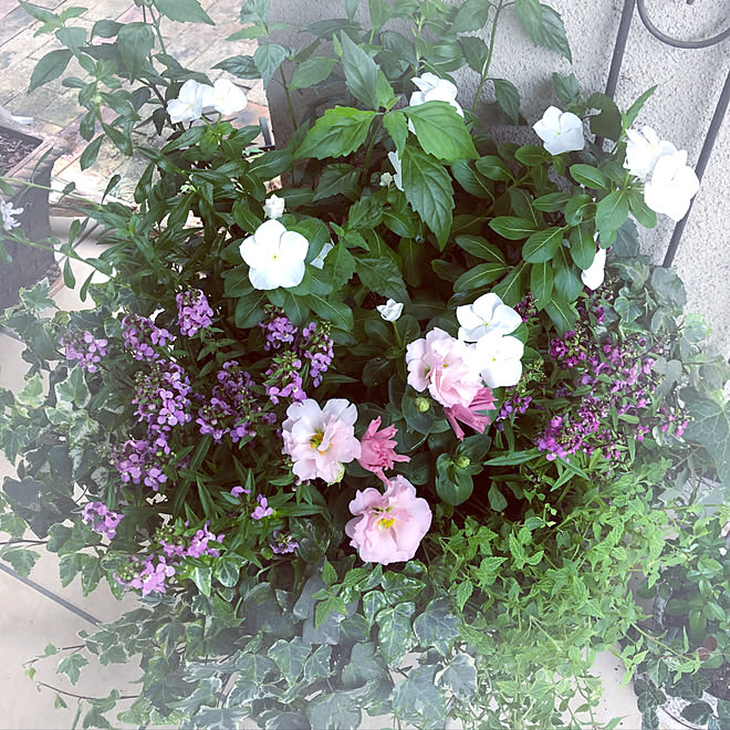 トルコキキョウ 寄せ植え リラックス時間 至福の時間 花のある暮らし などのインテリア実例 09 21 10 39 49 Roomclip ルームクリップ トルコキキョウ 寄せ植え リラックス時間 至福の時間 花のある暮らし などのインテリア実例 09 21 10 39 49 Roomclip ルームクリップ