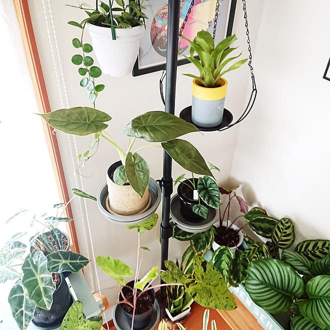 No Green No Life 植物のある暮らし 植物バカ 集団植中毒 ボタニーハンギングポール などのインテリア実例 22 07 17 11 12 56 Roomclip ルームクリップ