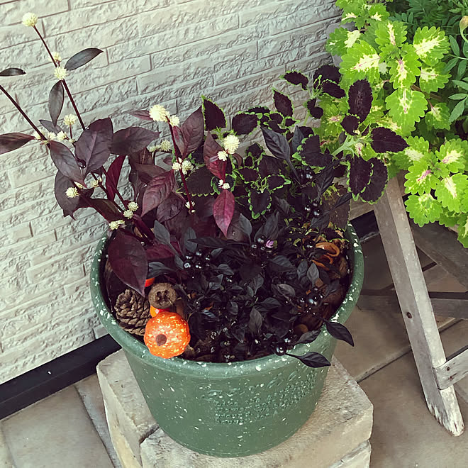 コリウス 赤葉センニチコウ 100均 ガーデンピック 寄せ植え などのインテリア実例 21 09 11 18 25 Roomclip ルームクリップ