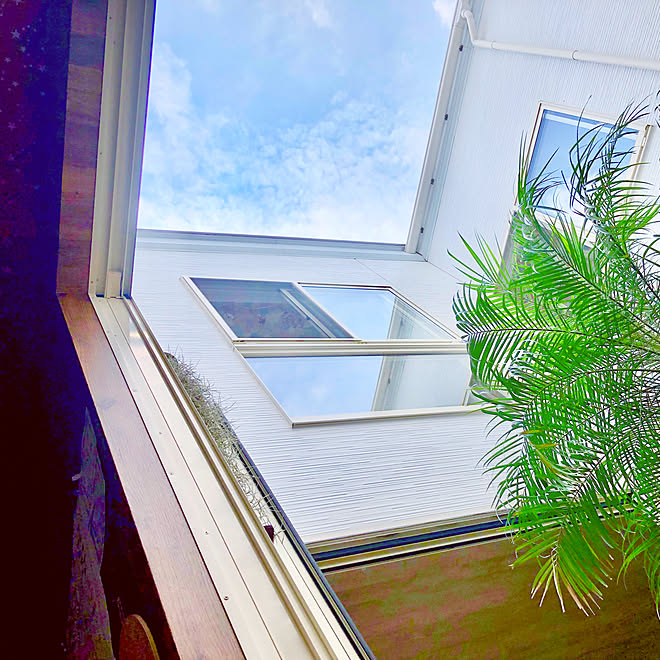 柄クロス 中庭から見える空 中庭からの景色 窓に映る景色 ヤシの木がある暮らし などのインテリア実例 08 03 12 44 24 Roomclip ルームクリップ