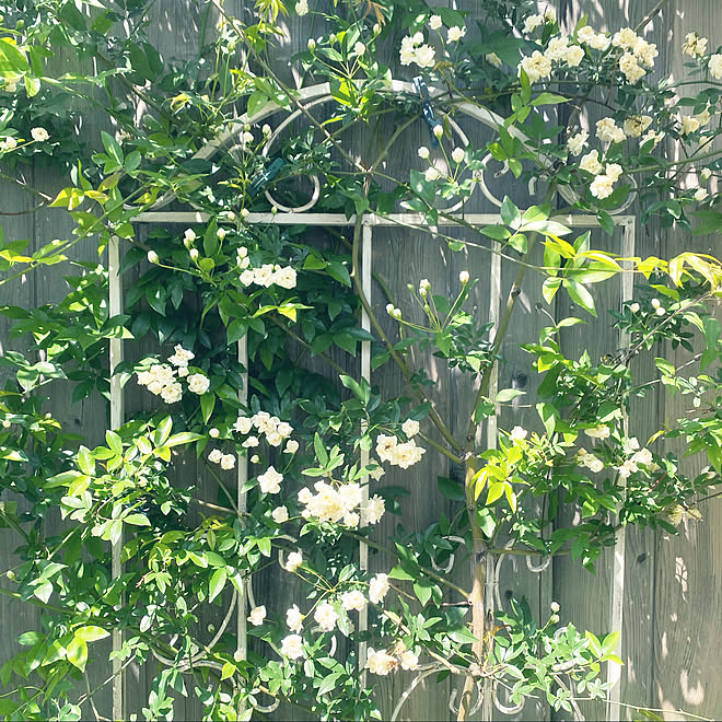 白のモッコウバラ/おうち花見/NO GREEN NO LIFE/植物のある暮らし/庭 