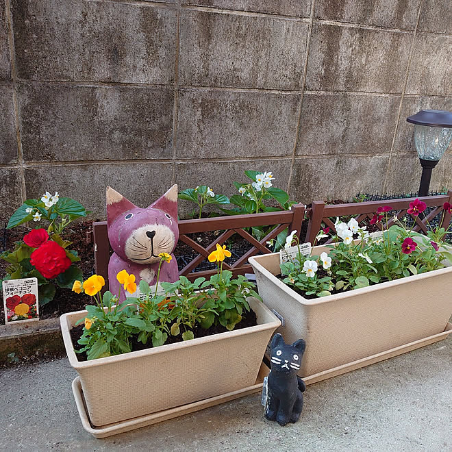 玄関 入り口 花のある暮らし 花壇とプランター 古い家を楽しむ 古い家の玄関前 などのインテリア実例 21 10 07 16 31 00 Roomclip ルームクリップ