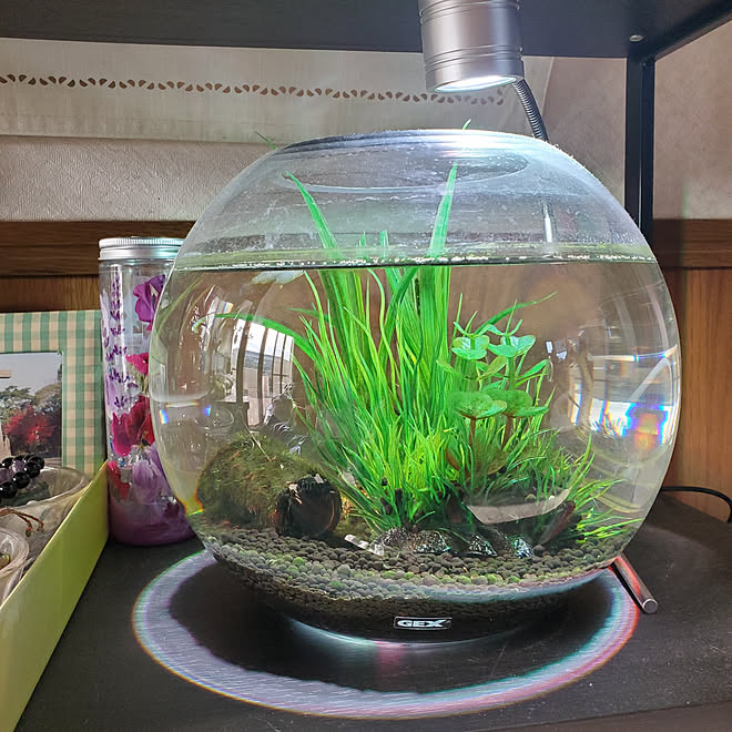 棚 メダカ飼育中 チビ ズ お花ちょうだい Sh Sh 間接照明 などのインテリア実例 22 01 29 09 00 16 Roomclip ルームクリップ 棚 メダカ飼育中 チビ ズ お花ちょうだい Sh Sh 間接照明 などのインテリア実例 22 01 29 09 00 16 Roomclip ルームクリップ