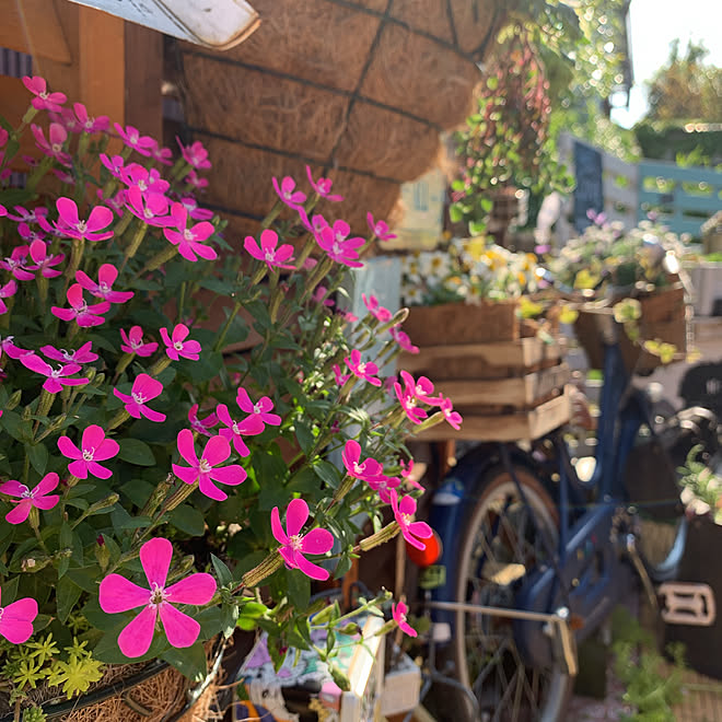 自転車はもうオブジェ Diy 花のある暮らし カフェ風 子供用自転車 などのインテリア実例 04 26 17 32 17 Roomclip ルームクリップ