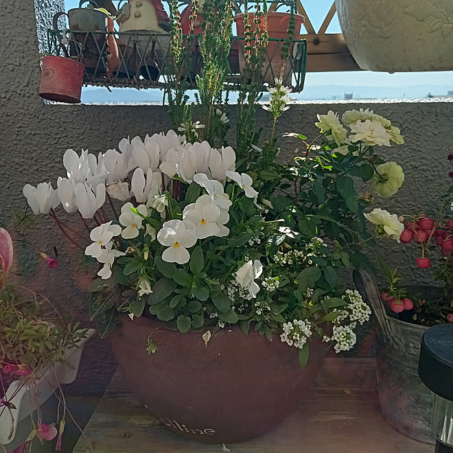 玄関 入り口 観葉植物 庭 ガーデニング 白 などのインテリア実例 21 12 09 11 30 09 Roomclip ルームクリップ