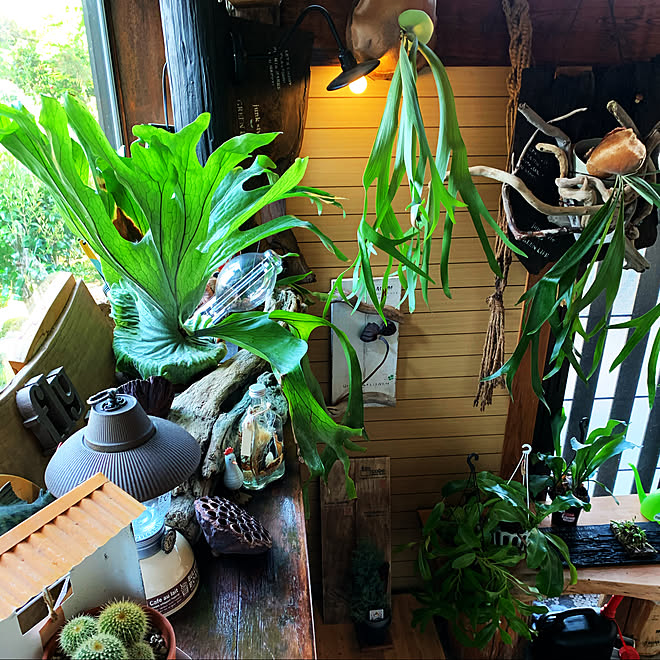 流木 ランタン ビカクシダ 植物のある暮らし コウモリラン板付け などのインテリア実例 05 26 14 31 53 Roomclip ルームクリップ