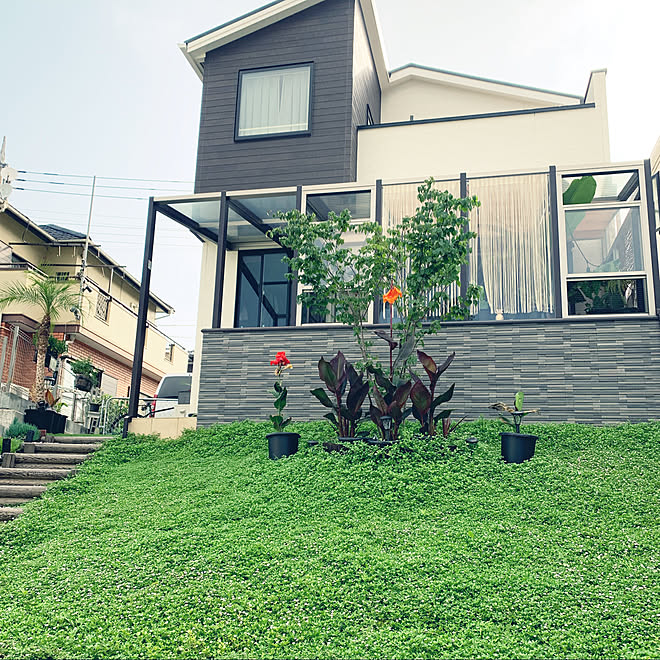 カンナオーストラリア 庭のある暮らし ガーデン 男前 植物初心者 などのインテリア実例 21 06 15 18 59 44 Roomclip ルームクリップ