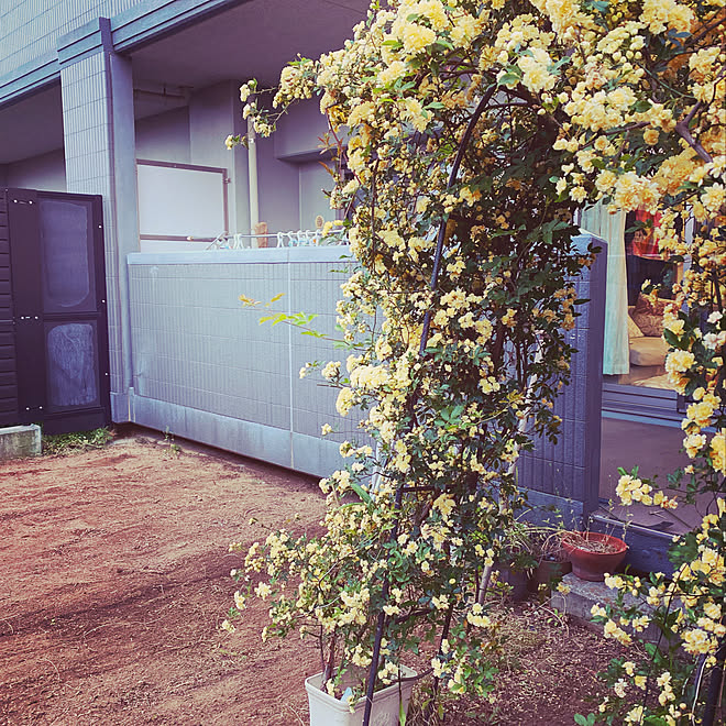 マンション庭 マンション暮らし おうち時間 自粛生活 モッコウバラのアーチ などのインテリア実例 05 03 08 32 49 Roomclip ルームクリップ