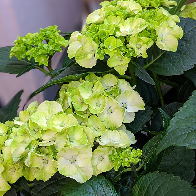 玄関 入り口 賃貸マンションのベランダ カイピリーニャ ベランダガーデン 紫陽花のインテリア実例 05 29 06 53 50 Roomclip ルームクリップ