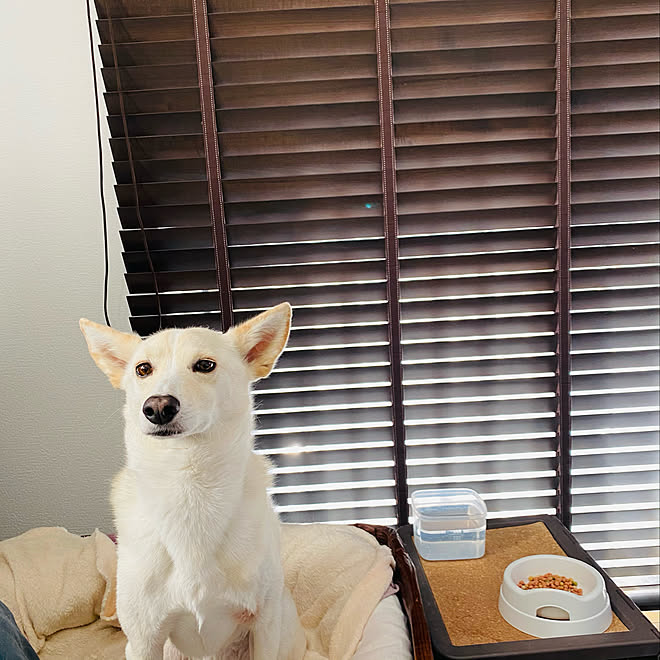 ブラインドとレースカーテン ブラインド 犬のベッド いぬのいる暮らし 犬のいる暮らし などのインテリア実例 21 02 06 09 48 13 Roomclip ルームクリップ