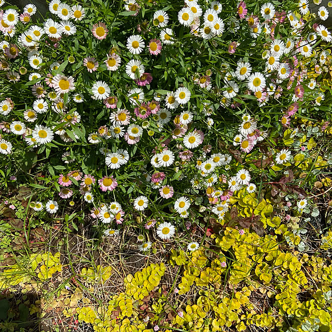 ディゴンドラ エリゲロン ガーデニング 植物のある暮らし いいね フォローとっても嬉しいです などのインテリア実例 22 05 05 12 50 47 Roomclip ルームクリップ