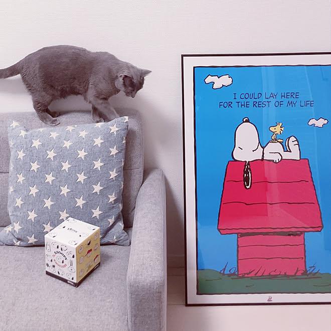 スヌーピー 猫が好き 星 ねこと暮らす 猫のいる暮らし などのインテリア実例 21 12 29 11 47 53 Roomclip ルームクリップ