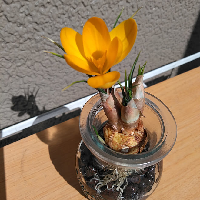 部屋全体 クロッカス クロッカス水栽培 球根のインテリア実例 22 02 26 11 57 44 Roomclip ルームクリップ
