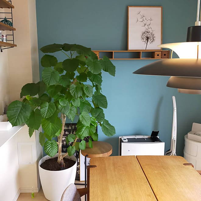 シンボルツリー 北欧インテリア マンション マンションインテリア ウンベラータ などのインテリア実例 21 05 18 08 17 54 Roomclip ルームクリップ