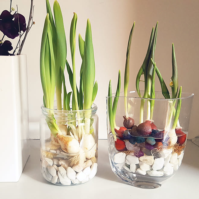 玄関 入り口 チューリップの水栽培 トルケスタニカ ブルーベリーアイス 風水 などのインテリア実例 19 03 09 10 38 23 Roomclip ルームクリップ