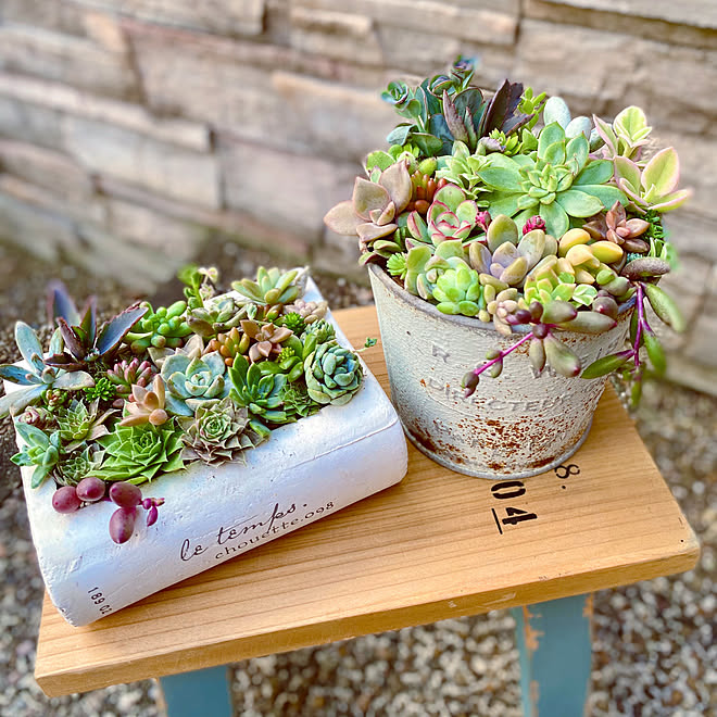プランター台 チマチマタイム 多肉初心者 多肉植物寄せ植え 多肉植物 などのインテリア実例 21 11 04 16 37 52 Roomclip ルームクリップ
