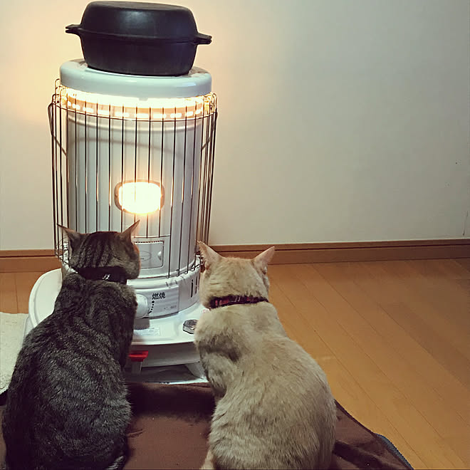 コロナストーブ ねこのいる風景 猫のいる暮らし ストーブ 南部鉄器 などのインテリア実例 02 18 07 30 37 Roomclip ルームクリップ