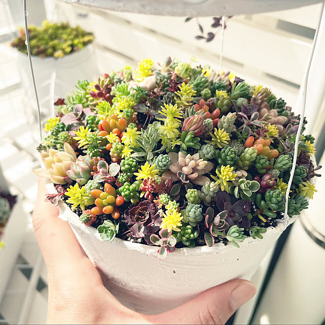 ちまちま寄せ セダム セダム寄せ植え シンプルインテリア 観葉植物インテリア などのインテリア実例 22 04 13 10 05 Roomclip ルームクリップ