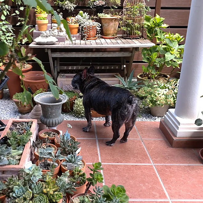 玄関 入り口 観葉植物のある暮らし カバードポーチ テラス 多肉植物 などのインテリア実例 22 08 19 18 53 17 Roomclip ルームクリップ