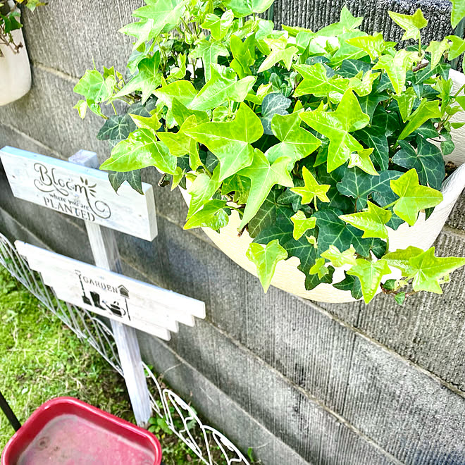 アイビー白雪姫 お花がある暮らし マンション1階角部屋庭付き 見て下さりありがとうございます 彡 部屋全体のインテリア実例 22 04 06 15 49 55 Roomclip ルームクリップ