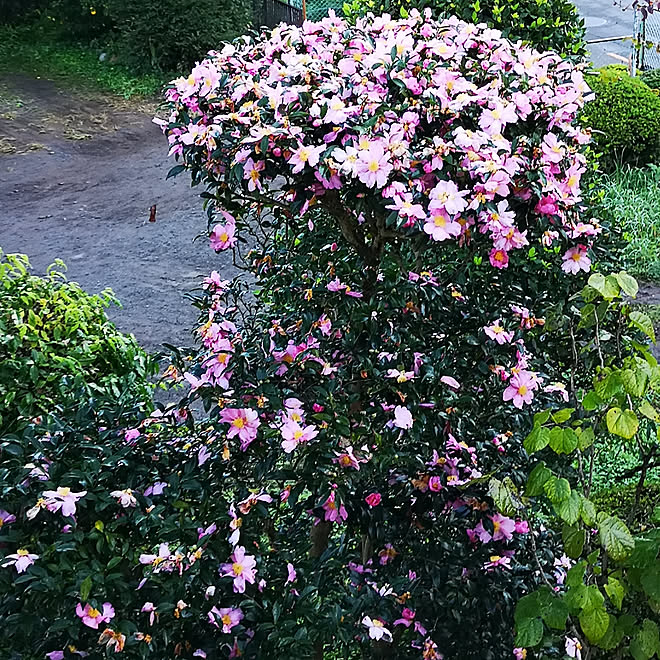 50 素晴らしい風景 花 癒し 画像 最高の花の画像 50 素晴らしい風景 花 癒し 画像 最高の花の画像