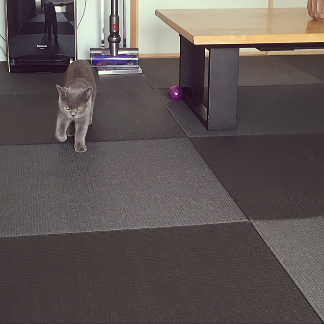 ブラウンインテリア 和室 猫 琉球畳 カラー畳 などのインテリア実例 19 11 03 21 13 48 Roomclip ルームクリップ