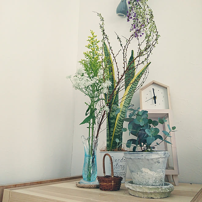 リビング カインズ ユーカリ 銀世界 ナチュラルキッチンのサンスベリア みどりのある暮らし などのインテリア実例 18 03 19 15 05 34 Roomclip ルームクリップ