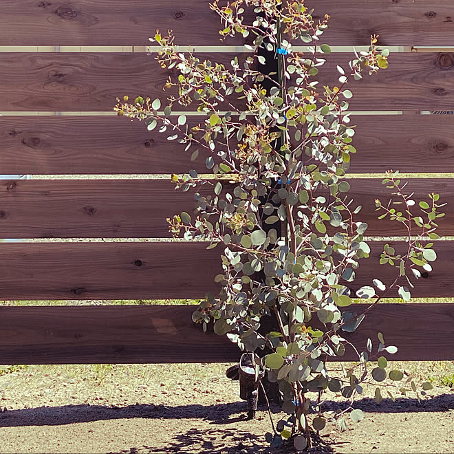フェンス ユーカリの木 ユーカリポポラス 庭木 グリーンのある暮らし などのインテリア実例 05 12 11 31 01 Roomclip ルームクリップ