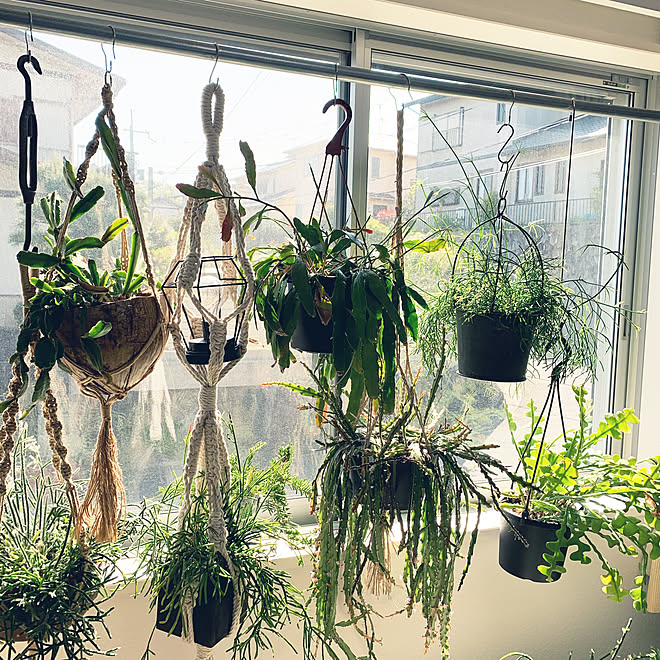 趣味 グリーンのある暮らし 観葉植物 ボタニカル 植物 などのインテリア実例 21 04 10 01 18 Roomclip ルームクリップ