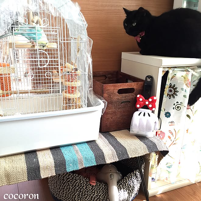 猫とインコの共存/セキセイインコ/インコ/猫/ねこ部などの 