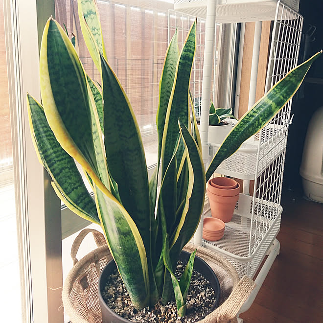 部屋全体 雑貨 100均 一人暮らし 猫と暮らす などのインテリア実例 21 01 03 13 26 04 Roomclip ルームクリップ