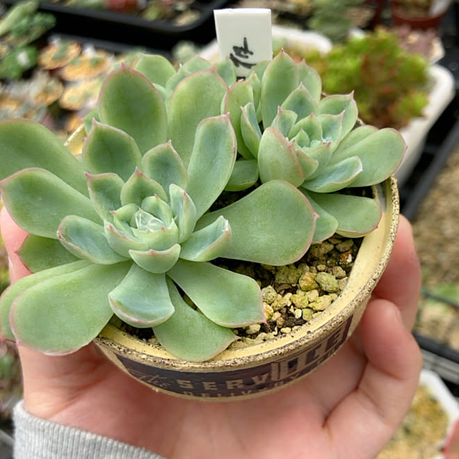 葉挿しっ子 花月夜 観葉植物 多肉植物 建売住宅 などのインテリア実例 22 10 07 09 19 59 Roomclip ルームクリップ