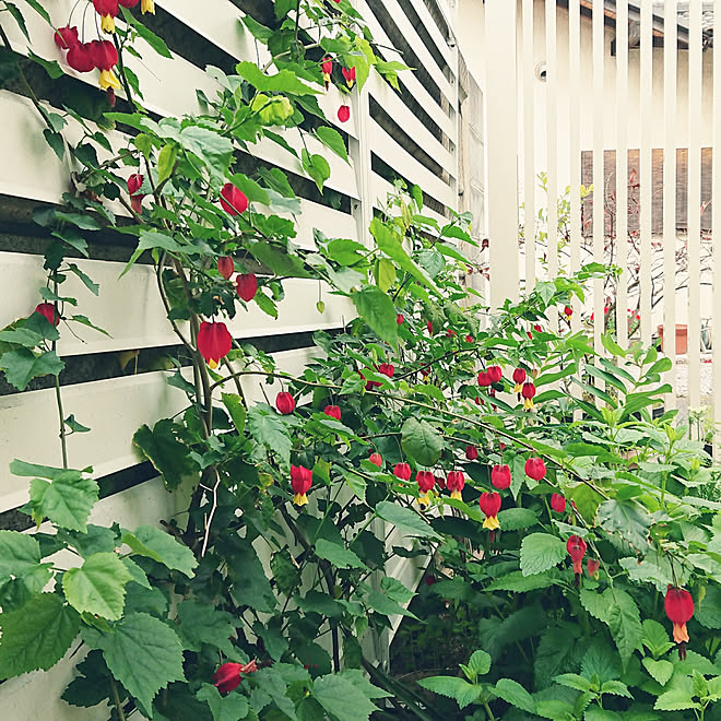 定番の冬ギフト チロリアンランプ 植物 定番の冬ギフト チロリアンランプ 植物